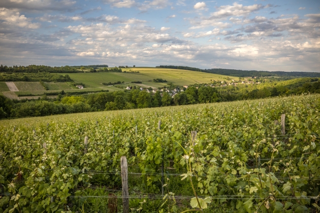 Champagne DE REKENEIRE-PETIT - 