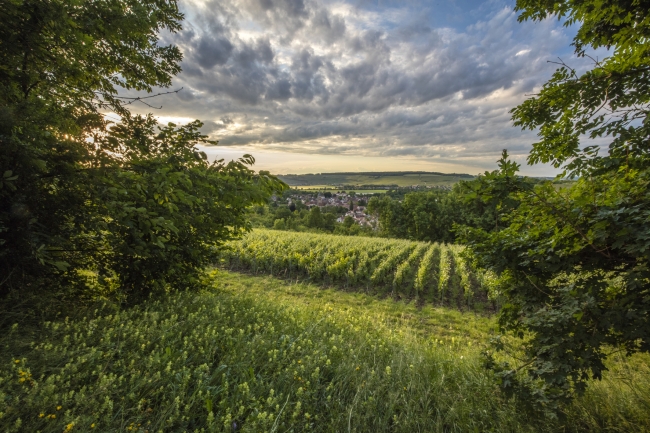 Champagne DE REKENEIRE-PETIT - 