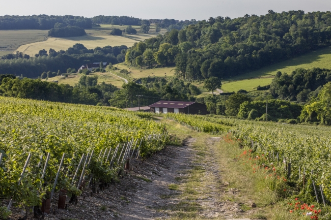 Champagne DE REKENEIRE-PETIT - 