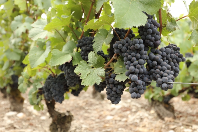 Champagne DE REKENEIRE-PETIT - 