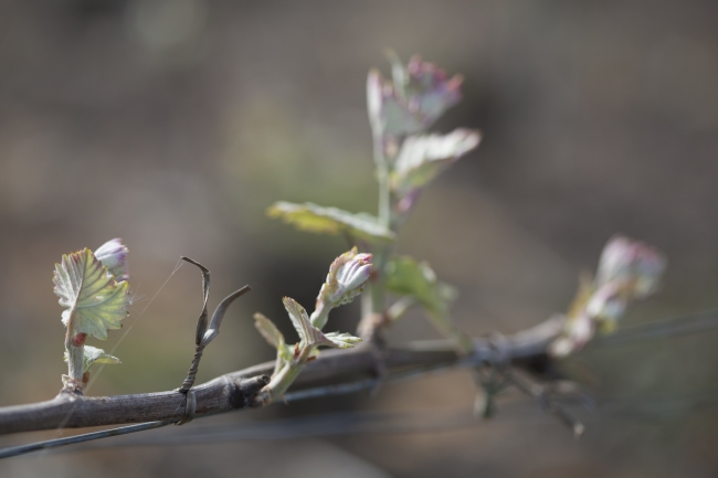 Champagne DE REKENEIRE-PETIT - 