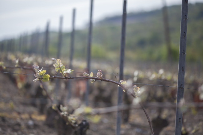 Champagne DE REKENEIRE-PETIT - 