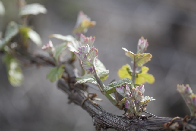 Champagne DE REKENEIRE-PETIT - 