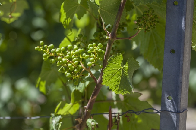 Champagne DE REKENEIRE-PETIT - 