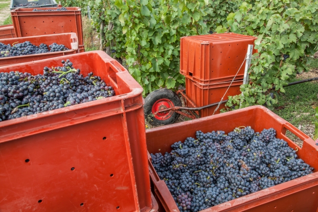 Champagne DE REKENEIRE-PETIT - 