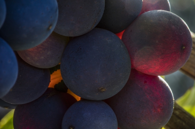 Champagne DE REKENEIRE-PETIT - 