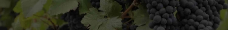 Champagne DE REKENEIRE-PETIT - Le travail des Vignes en Champagne 